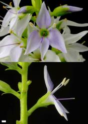 Veronica townsonii. Female flower. Scale = 1 mm.
 Image: P.J. Garnock-Jones © P.J. Garnock-Jones CC-BY-NC 3.0 NZ